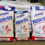 pigeon feed