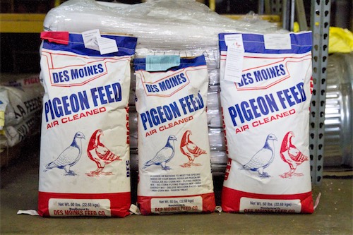 pigeon feed